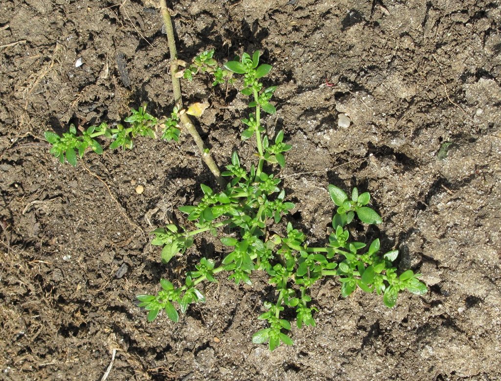 Herniaria glabra